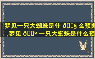 梦见一只大蜘蛛是什 🐧 么预兆,梦见 🌺 一只大蜘蛛是什么预兆 女性周公解梦